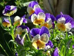ビオラのまとめ 種まきの時期や花言葉など13個のポイント 植物の育て方や豆知識をお伝えするサイト