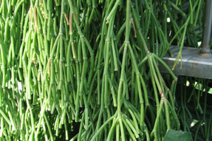 ドルフィンネックレス ペレグリヌス のまとめ 増やし方や花言葉等8個のポイント 植物の育て方や豆知識をお伝えするサイト
