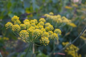 フェンネルのまとめ 葉や花の効能など11個のポイント 植物の育て方や豆知識をお伝えするサイト