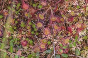 モウセンゴケのまとめ 種類や花言葉など11個のポイント 植物の育て方や豆知識をお伝えするサイト