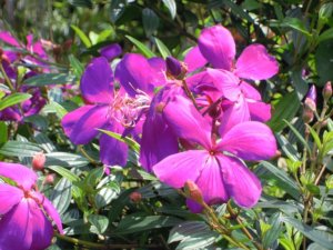 ノボタン 野牡丹 のまとめ 剪定方法や花言葉など16個のポイント 植物の育て方や豆知識をお伝えするサイト
