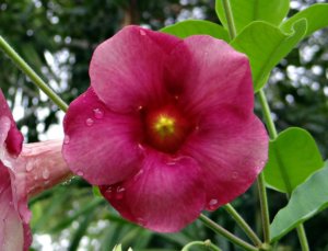アラマンダのまとめ 剪定のやり方や花言葉など10個のポイント 植物の育て方や豆知識をお伝えするサイト