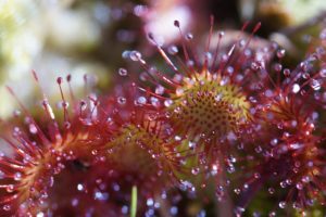 モウセンゴケのまとめ 種類や花言葉など11個のポイント 植物の育て方や豆知識をお伝えするサイト