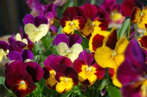 ビオラのまとめ 種まきの時期や花言葉等13個のポイント 植物の育て方や豆知識をお伝えするサイト