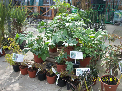 ヤツデ テングノハウチワ のまとめ 剪定の方法や花言葉など12個のポイント 植物の育て方や豆知識をお伝えするサイト