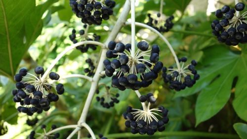 ヤツデ テングノハウチワ のまとめ 剪定の方法や花言葉など12個のポイント 植物の育て方や豆知識をお伝えするサイト