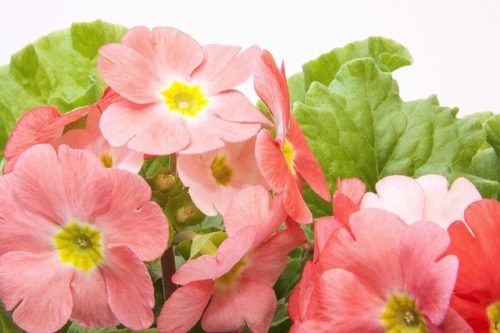 プリムラのまとめ 花の季節や花言葉など14個のポイント 植物の育て方や豆知識をお伝えするサイト
