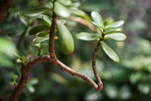 金のなる木 フチベニベンケイ の育て方 増やし方や花言葉など16個のポイント 植物の育て方や豆知識をお伝えするサイト