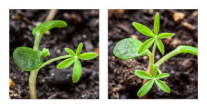 ルピナスのまとめ 種まきや花言葉など15個のポイント 植物の育て方や豆知識をお伝えするサイト