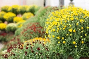 ガーデンマムのまとめ 苗の植え方や花言葉など11個のポイント 植物の育て方や豆知識をお伝えするサイト