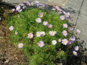 ブラキカムのまとめ 種まき時期や花言葉など12個のポイント 植物の育て方や豆知識をお伝えするサイト