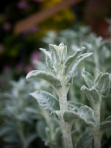 ラムズイヤーのまとめ 増やし方や花言葉など16個のポイント 植物の育て方や豆知識をお伝えするサイト