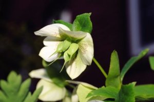 クリスマスローズ ヘレボルス の育て方 剪定方法や花言葉など18個のポイント 植物の育て方や豆知識をお伝えするサイト