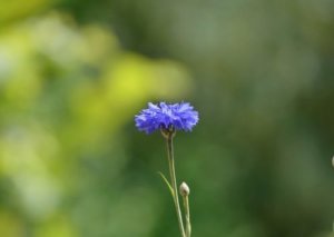 矢車菊 ヤグルマギク のまとめ 種まきや花言葉等9個のポイント 植物の育て方や豆知識をお伝えするサイト