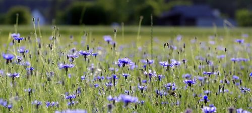 矢車菊 ヤグルマギク のまとめ 種まきや花言葉など9個のポイント 植物の育て方や豆知識をお伝えするサイト