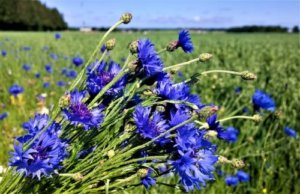 矢車菊 ヤグルマギク のまとめ 種まきや花言葉など9個のポイント 植物の育て方や豆知識をお伝えするサイト