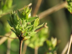 ライラック ムラサキハシドイ のまとめ 剪定方法や花言葉など16個のポイント 植物の育て方や豆知識をお伝えするサイト