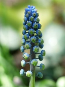 ムスカリのまとめ 水耕栽培のポイントや花言葉など18個のポイント 植物の育て方や豆知識をお伝えするサイト