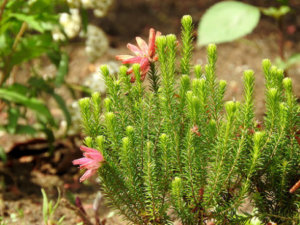 エリカ 花 のまとめ 剪定や花言葉など14個のポイント 植物の育て方や豆知識をお伝えするサイト