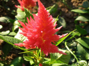 ケイトウ 花 のまとめ 切り戻しや花言葉など15個のポイント 植物の育て方や豆知識をお伝えするサイト