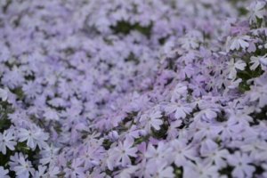 芝桜 シバザクラ のまとめ 見頃や花言葉等19個のポイント 植物の育て方や豆知識をお伝えするサイト