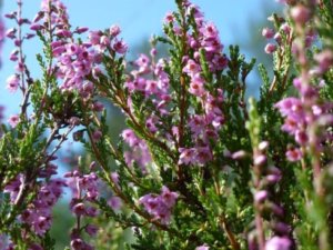 エリカ 花 のまとめ 剪定や花言葉等14個のポイント 植物の育て方や豆知識をお伝えするサイト