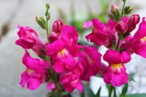 ネメシアのまとめ 寄せ植えや花言葉など16個のポイント 植物の育て方や豆知識をお伝えするサイト