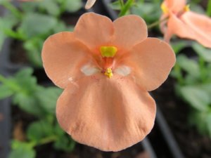 ネメシアのまとめ 寄せ植えや花言葉など16個のポイント 植物の育て方や豆知識をお伝えするサイト