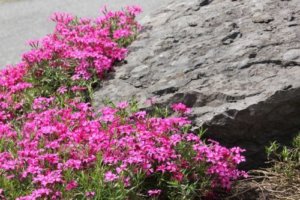 芝桜 シバザクラ のまとめ 見頃や花言葉など19個のポイント 植物の育て方や豆知識をお伝えするサイト