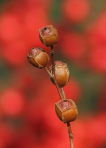 南天 ナンテン のまとめ 剪定や花言葉など18個のポイント 植物の育て方や豆知識をお伝えするサイト