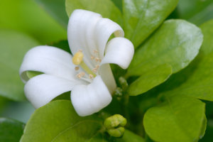 シルクジャスミンのまとめ 枯れる原因や花言葉など16個のポイント 植物の育て方や豆知識をお伝えするサイト