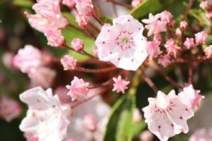 カルミア アメリカシャクナゲ のまとめ 毒性や花言葉など16個のポイント 植物の育て方や豆知識をお伝えするサイト