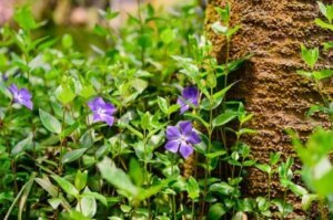 ツルニチニチソウのまとめ 寄せ植えや花言葉など17個のポイント 植物の育て方や豆知識をお伝えするサイト