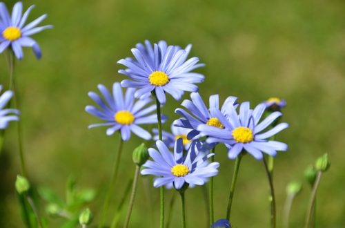 ぜいたくブルー ジャスミン 花 言葉 美しい花の画像