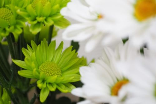 スプレーマム スプレー菊 のまとめ 寄せ植えや花言葉等8個のポイント 植物の育て方や豆知識をお伝えするサイト