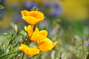ハナビシソウ カリフォルニアポピー の育て方 種まきの仕方や花言葉等8つのポイント 植物の育て方や豆知識をお伝えするサイト