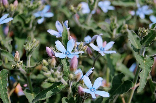 オキシペタラム 花 のまとめ 切り戻しや花言葉等9個のポイント 植物の育て方や豆知識をお伝えするサイト