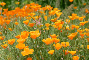 ハナビシソウ カリフォルニアポピー のまとめ 種まきの仕方や花言葉等8個のポイント 植物の育て方や豆知識をお伝えするサイト