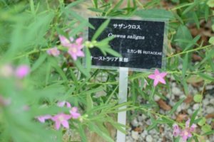 サザンクロスのまとめ 剪定や花言葉等15個のポイント 植物の育て方や豆知識をお伝えするサイト