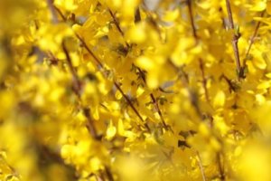 ナンキンハゼの育て方 紅葉の時期や花言葉など11個のポイント 植物の育て方や豆知識をお伝えするサイト