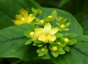 ヒペリカムのまとめ 挿し木や花言葉等17個のポイント 植物の育て方や豆知識をお伝えするサイト