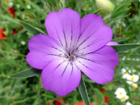 ビスカリア 花 のまとめ 種まきや花言葉等8個のポイント 植物の育て方や豆知識をお伝えするサイト