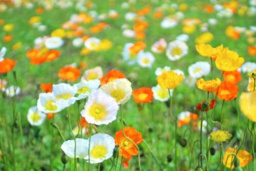 ひなげし 花 のまとめ 毒性や花言葉等9個のポイント 植物の育て方や豆知識をお伝えするサイト