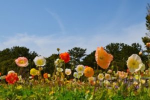 ひなげし 花 のまとめ 毒性や花言葉等9個のポイント 植物の育て方や豆知識をお伝えするサイト