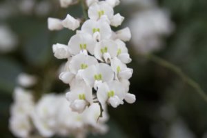 ハーデンベルギアのまとめ 育て方 剪定や寄せ植え と花言葉等15個のポイント 植物の育て方や豆知識をお伝えするサイト