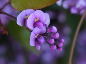 ハーデンベルギアのまとめ 育て方 剪定や寄せ植え と花言葉等15個のポイント 植物の育て方や豆知識をお伝えするサイト