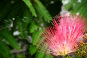 アオギリのまとめ 害虫対策や花言葉など8個のポイント 植物の育て方や豆知識をお伝えするサイト