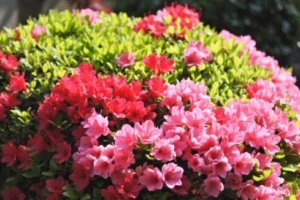 ミヤマキリシマのまとめ 剪定や花言葉等11つのポイント 植物の育て方や豆知識をお伝えするサイト