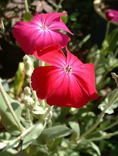 スイセンノウのまとめ 育て方 苗の植え付けや種まき と花言葉等7個のポイント 植物の育て方や豆知識をお伝えするサイト