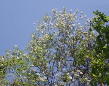 アオダモのまとめ 育て方 剪定や枯れる原因 と花言葉等15個のポイント 植物の育て方や豆知識をお伝えするサイト アオダモのまとめ 育て方 剪定や枯れる原因 と花言葉等15個のポイント 植物の育て方や豆知識をお伝えするサイト